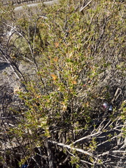 Lophopappus foliosus