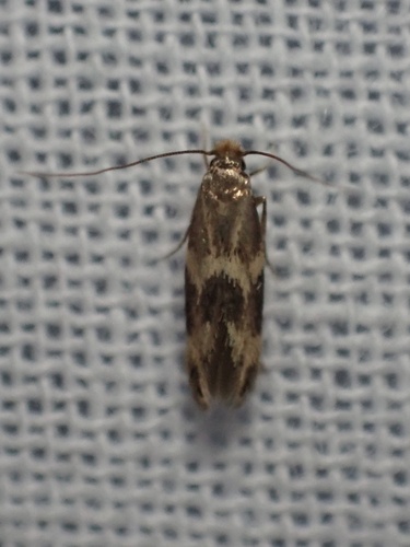Yellow V Moth photo 3
