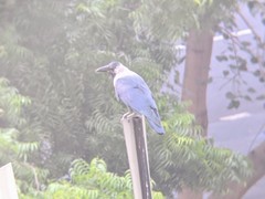 Corvus splendens