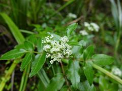 Scandia rosifolia