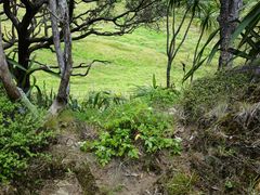 Scandia rosifolia