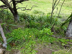 Scandia rosifolia
