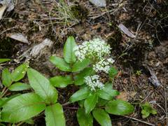 Scandia rosifolia