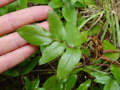 Scandia rosifolia