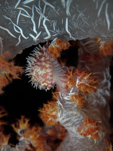 Ridged Egg Cowry — seen at this dive site