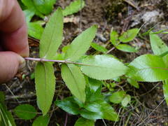 Scandia rosifolia