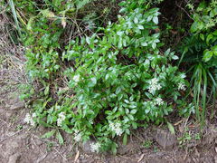 Scandia rosifolia