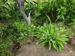 Scandia rosifolia