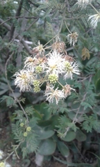 Mimosa quitensis