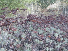 Eriogonum arborescens