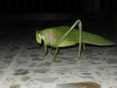 Philophyllia guttulata