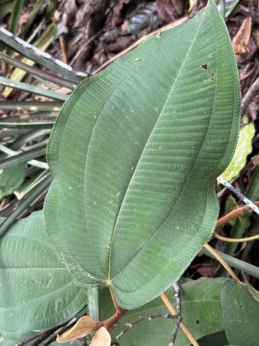 Jau-Jau (Miconia serrulata)