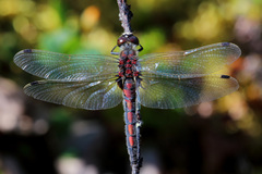Leucorrhinia rubicunda