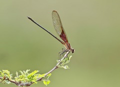Hetaerina titia