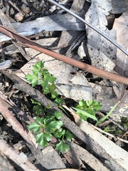 Xanthosia dissecta