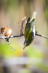 Leiothlypis peregrina