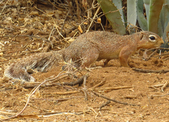Xerus rutilus