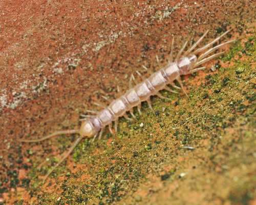 Garden Lithobius photo 6