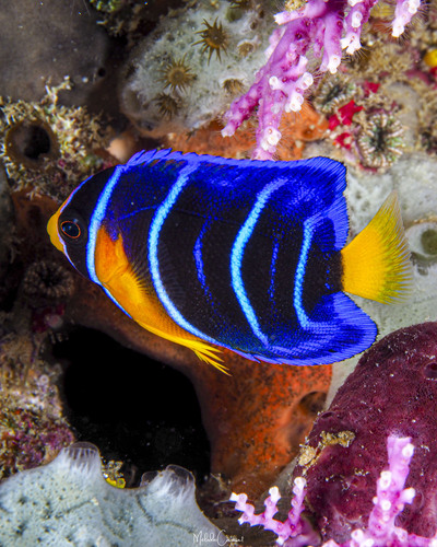 Queen angelfish