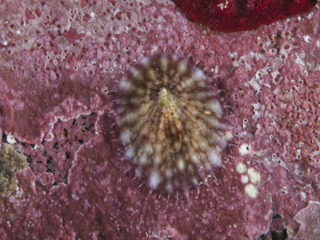 Antilles Limpet