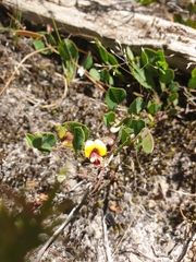 Bossiaea prostrata