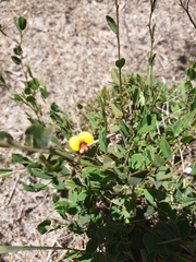 Bossiaea prostrata