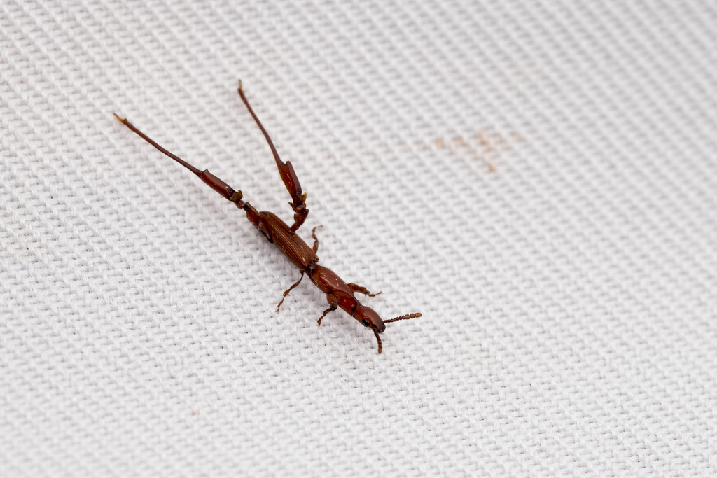 Calodromus ito