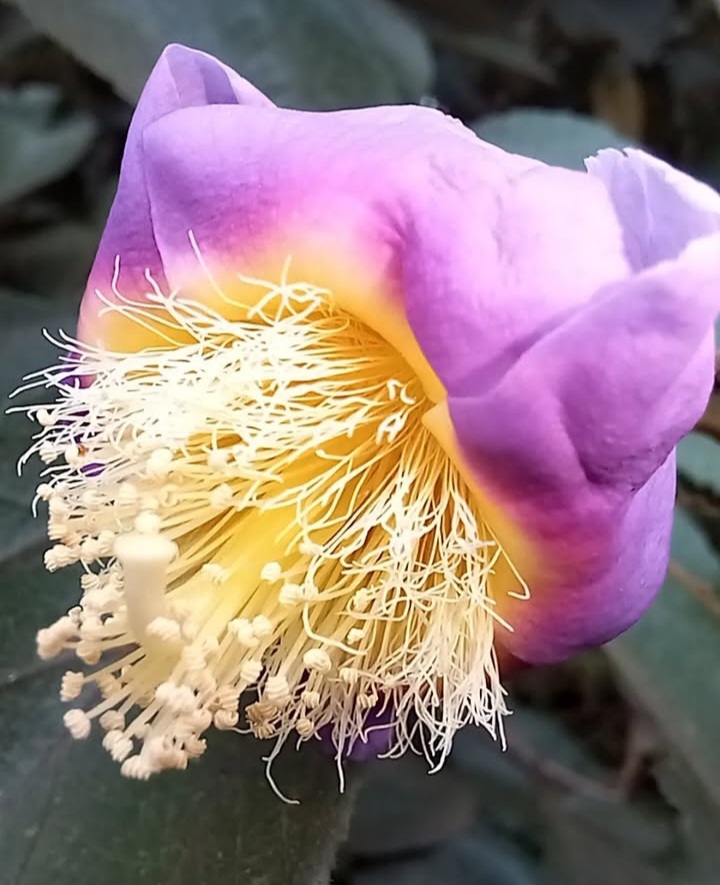 Luehea divaricata