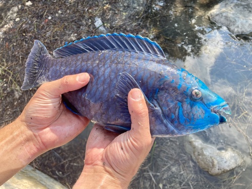 Blue tumbler (Scarus coelestinus) — Scaridae — 2