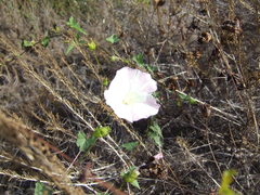 Calystegia macrostegia macrostegia
