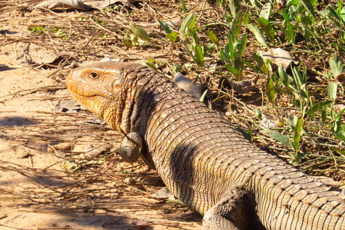 Paraguay Caiman Lizard, Dracaena paraguayensis