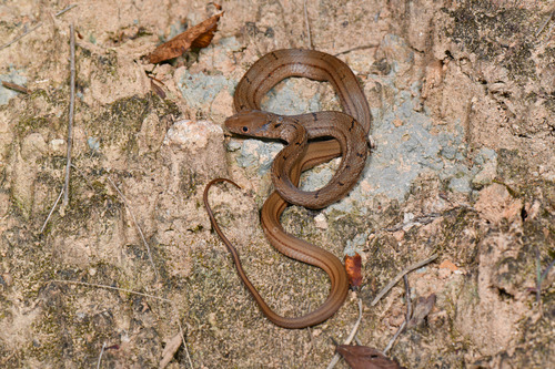 King Ratsnake