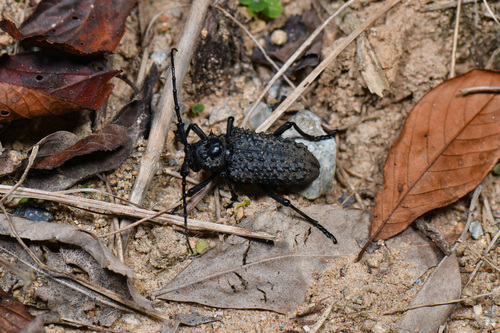 Aethalodes verrucosus
