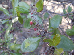 Comarostaphylis diversifolia planifolia