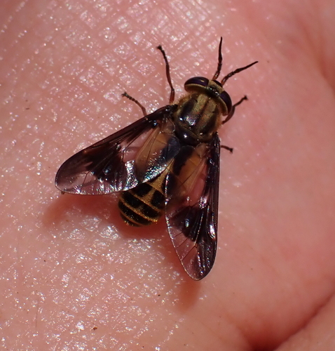 Chrysops indus photo 5