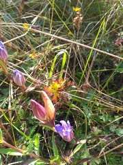 Gentiana laevigata