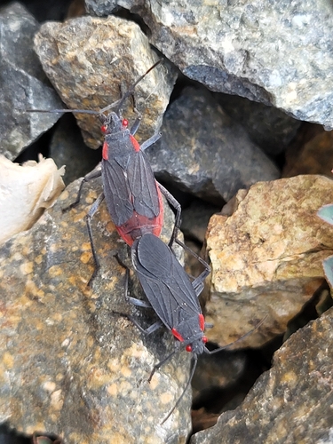 iNaturalist observation photo of Red-shouldered Bug