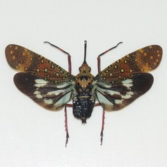 Saiva bullata