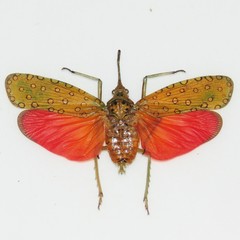 Saiva cardinalis