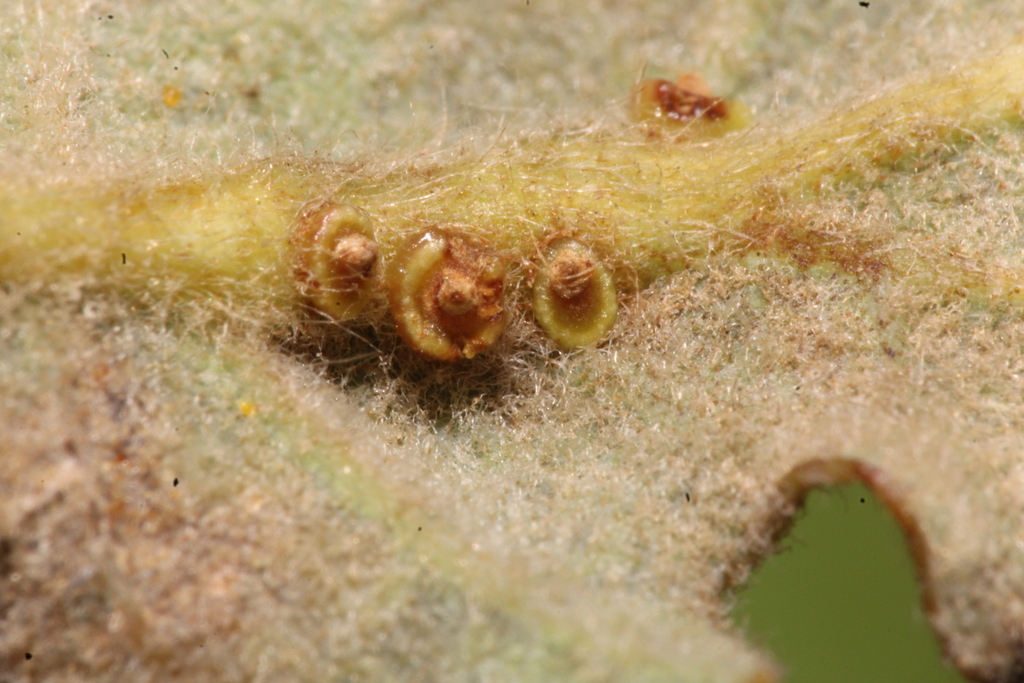 Andricus gallaeurnaeformis