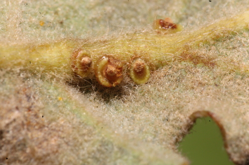Andricus gallaeurnaeformis