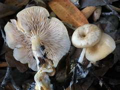 Clitocybe salmonilamella