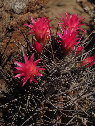 Eriosyce vallenarensis