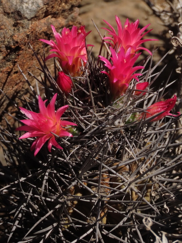 Eriosyce vallenarensis