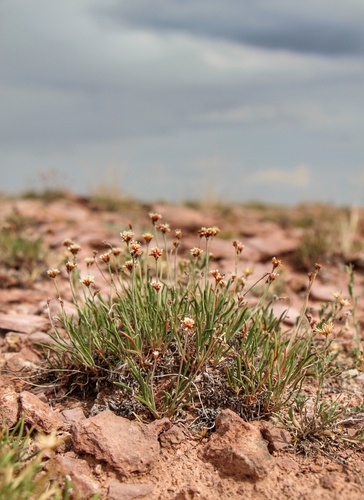 Dropleaf Buckwheat (Eriogonum exilifolium)