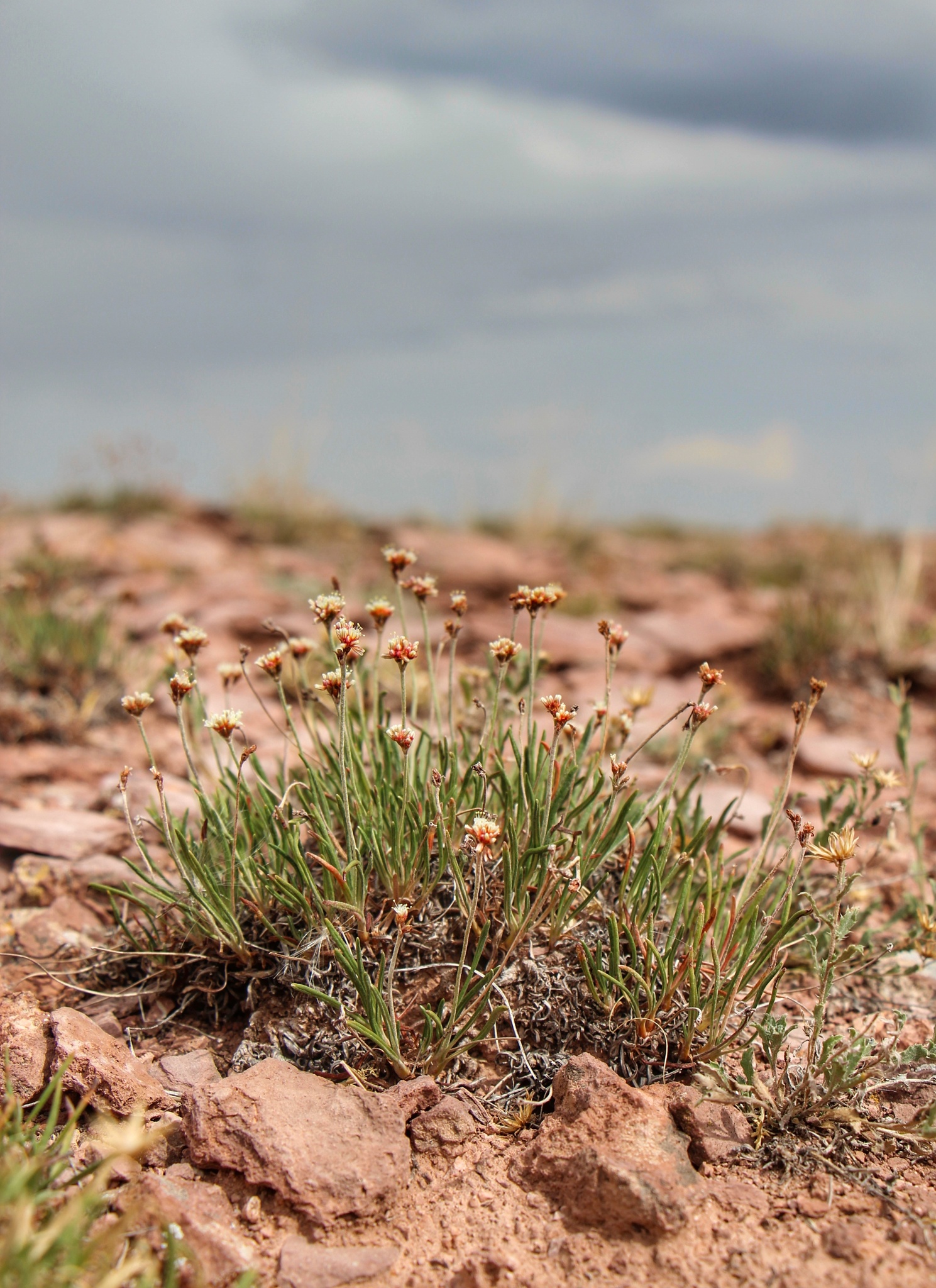 Eriogonum exilifolium