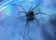 Ortholasma rugosum