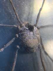 Ortholasma rugosum