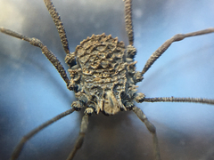 Ortholasma rugosum