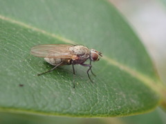 Coenosia